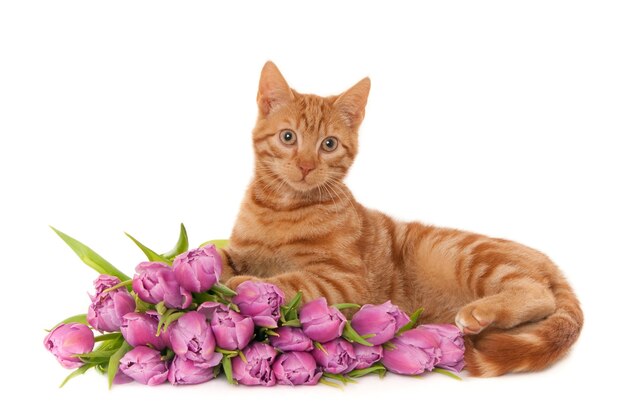 Крупным планом рыжий кот лежит рядом с букетом фиолетовых тюльпанов на белом фоне