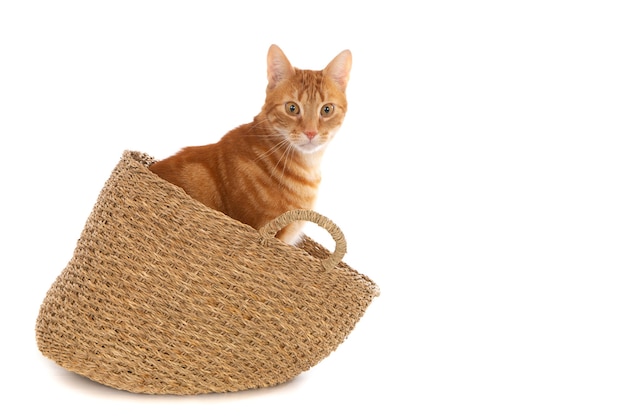 Closeup shot of a ginger cat in a wicker basket isolated on a white wall