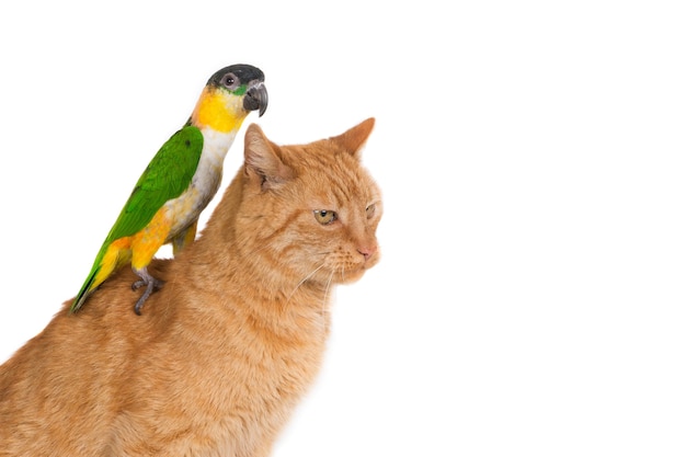Closeup shot of a ginger cat with a parrot on its back isolated