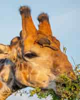 Free photo closeup shot of a giraffe eating a tree with a red-billed oxpecker on its head under the sunlight