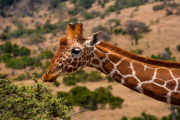 Closeup Shot of a Giraffe Grazing in a Jungle Captured in Kenya, Nairobi, Samburu