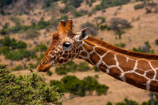 Closeup shot of a giraffe grazing in a jungle captured in Kenya, Nairobi, Samburu