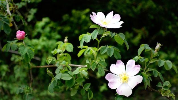 Closeup shot of glaucous dog rose in a garden