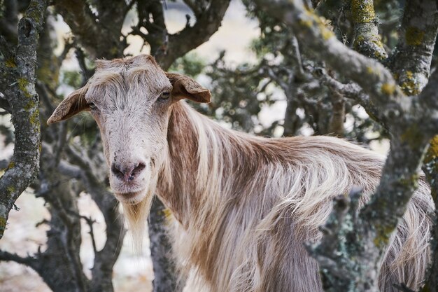 Closeup shot of a goat in Aegiali countryside, Amorgos island, Greece