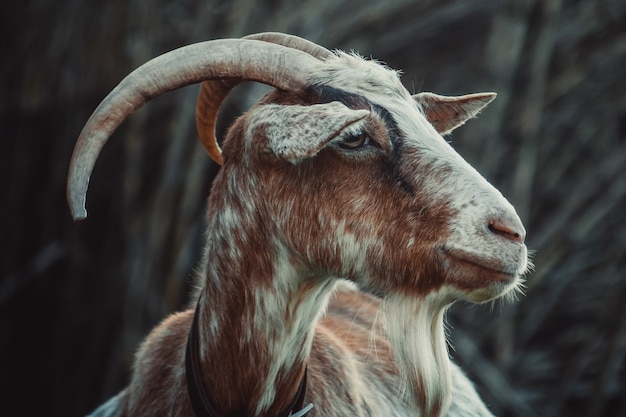 Closeup shot of a goat behind a blurry background