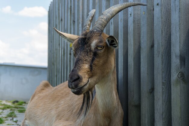 Closeup shot of a goat