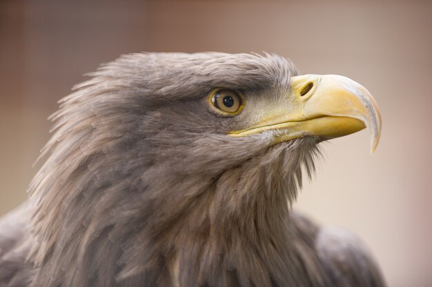 Closeup shot of a golden eagle staring into the distance