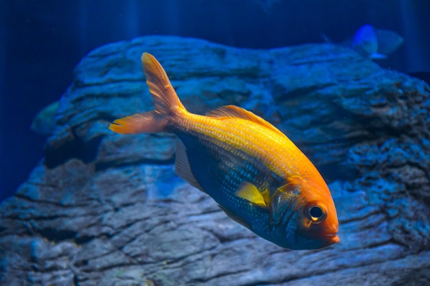 Closeup shot of a golden fish swimming in an aquarium