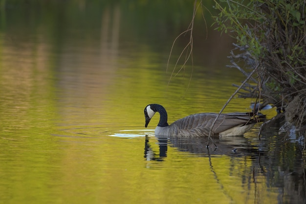 Free photo closeup shot of a goose in the water near plants