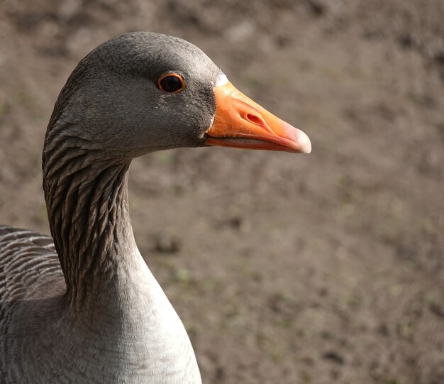 Closeup shot of a goose