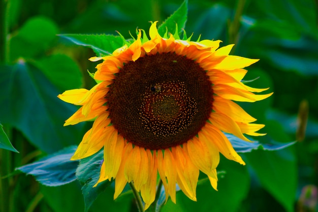 Foto gratuita colpo del primo piano di un girasole splendido