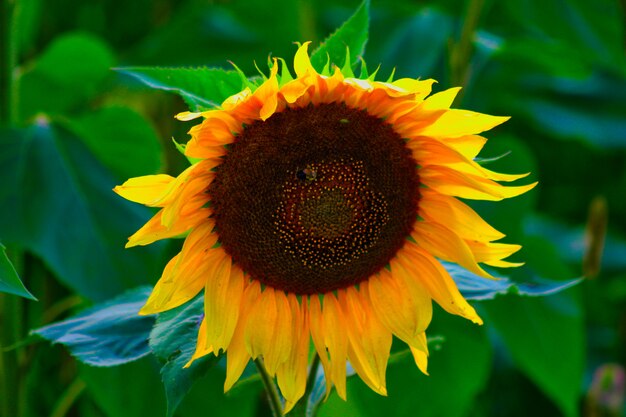 Closeup shot of a gorgeous sunflower