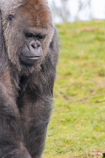 Closeup shot of a gorilla in deep thought