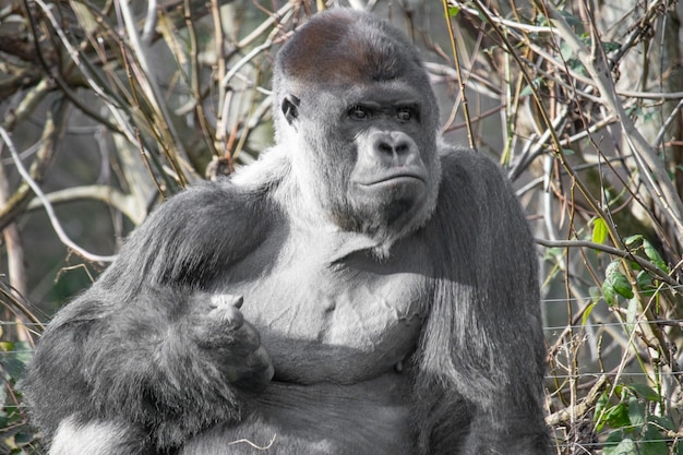 Closeup shot of a gorilla  making a fist