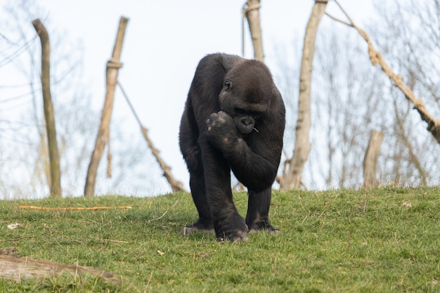 Снимок крупным планом гориллы, кладущей траву в рот в зоопарке