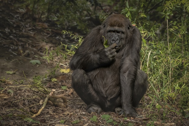 Closeup shot of a gorilla sniffing its finger while sitting with a blurred background