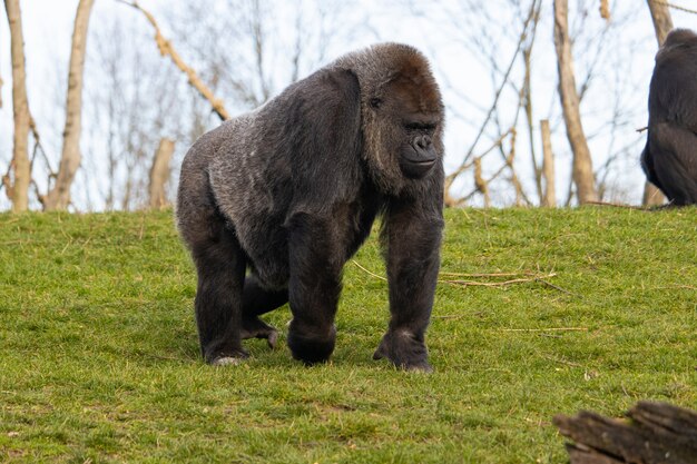 Closeup shot of a gorilla walking in a field covered in greenery