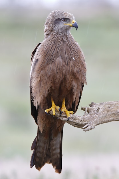 Closeup shot of a goshawk in a branch