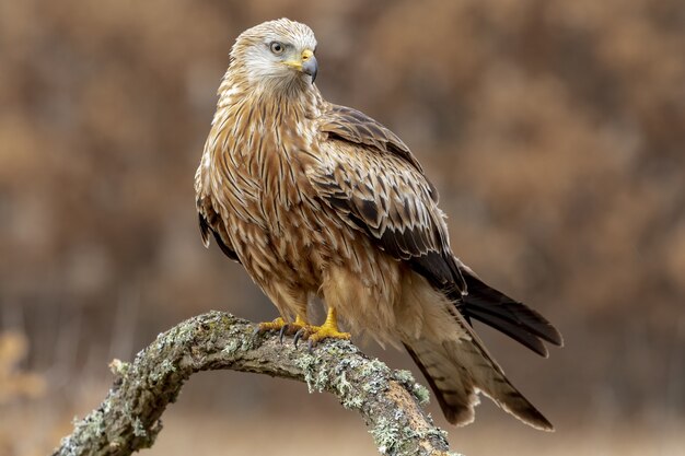 Closeup shot of a goshawk in a field with a blurry background