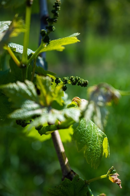 Closeup shot of grape leaves 