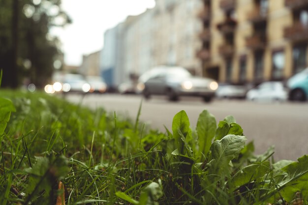 Снимок крупным планом травы и растений на тротуаре