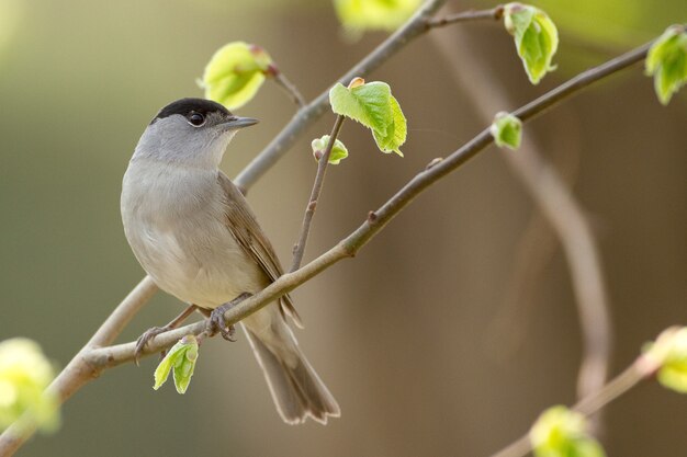 Closeup shot of a gray finch sitting on the branch of a tree