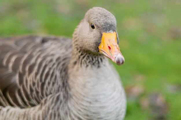 Closeup shot of a gray goose on field