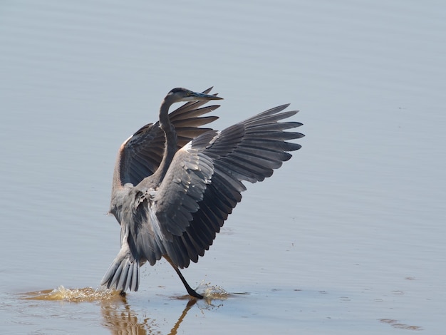 Free photo closeup shot of a gray heron bird in the water