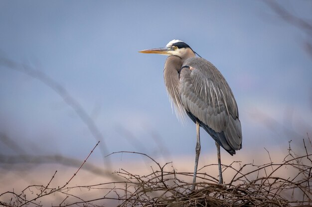 Closeup shot of a gray heron standing on the branches in a daytime