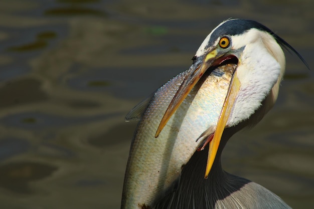 Free photo closeup shot of a gray heron with his beak open in the lake