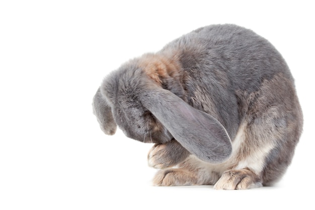 Free photo closeup shot of a gray rabbit