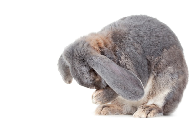 Closeup shot of a gray rabbit