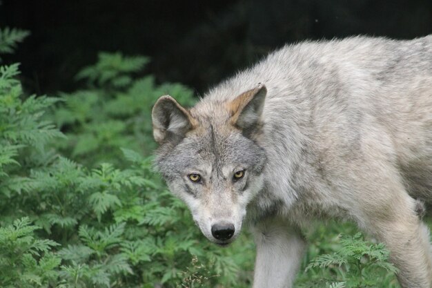 Closeup shot of a gray wolf with a fierce look and greenery in the background