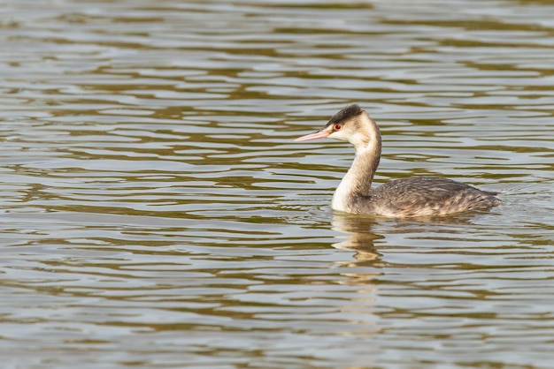 Closeup shot of Great crested grebe swimming on a water