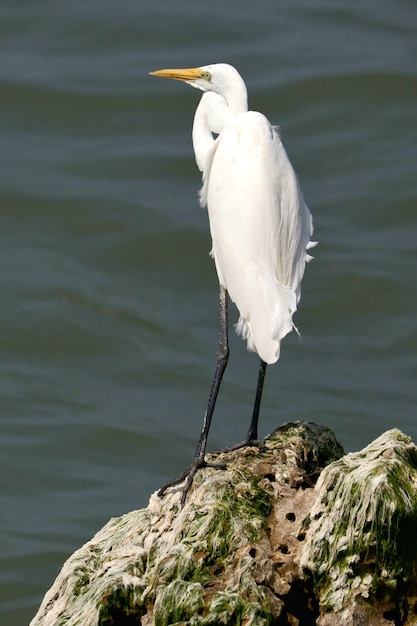 Closeup shot of a great egret (Ardea alba) standing on the rock in the water