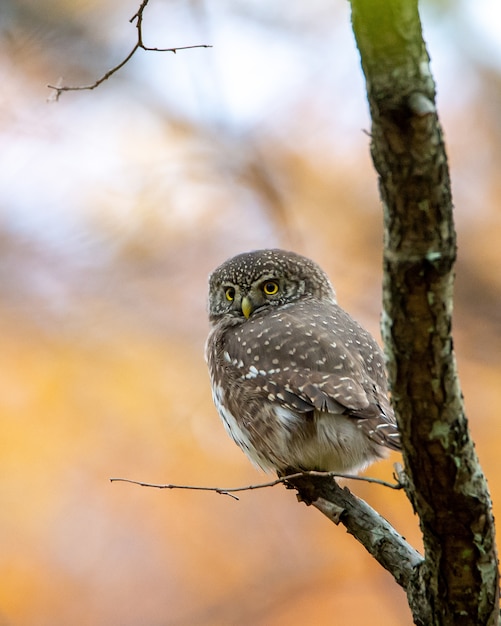 木の枝にとまるカラフトフクロウのクローズアップショット