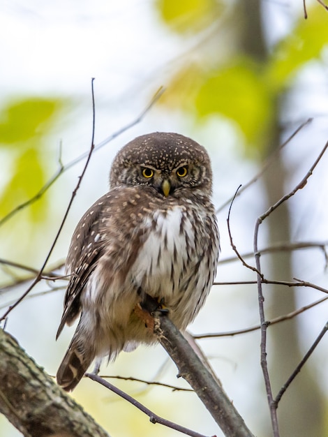 木の枝にとまるカラフトフクロウのクローズアップショット