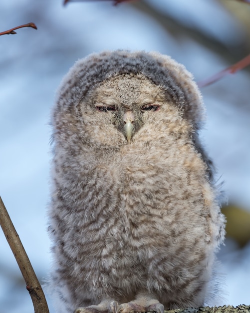 Closeup shot of a great grey owl with closed eyes perched on a tree branch