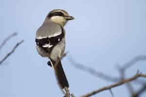 Free photo closeup shot of great grey shrike perched on a tree branch against a blue background