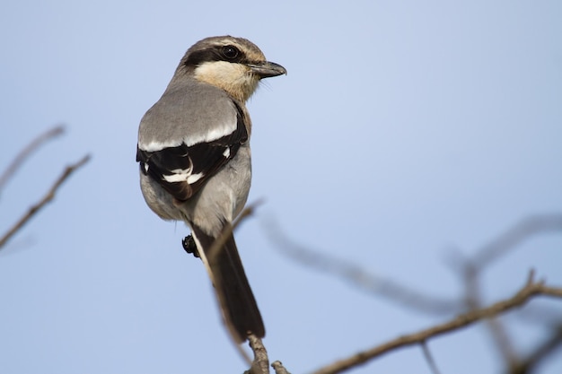 Closeup shot of great grey shrike perched on a tree branch against a blue background