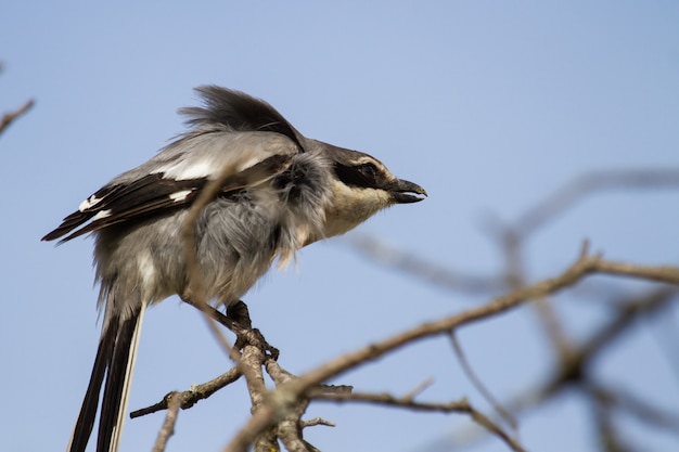 Closeup shot of great grey shrike perched on a tree branch against a blue sky