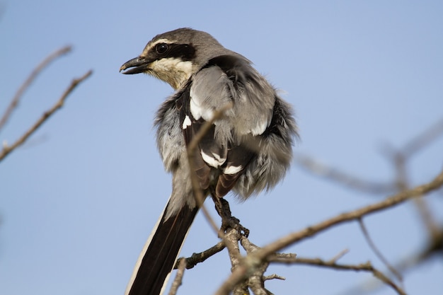 Closeup shot of great grey shrike perched on a tree branch