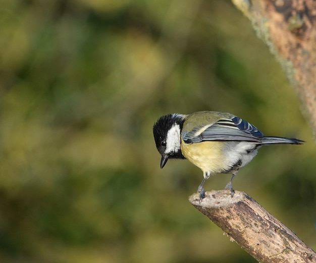 Closeup shot of a great tit bird on a branch
