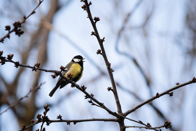 Closeup shot of a Great tit perching on a sprouted tree branch with an open beak