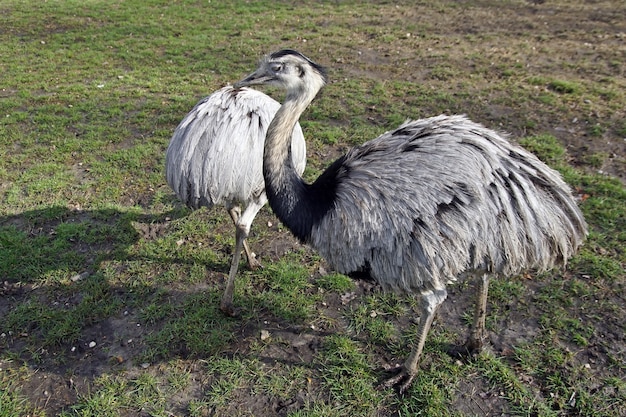 Closeup shot of greater rhea