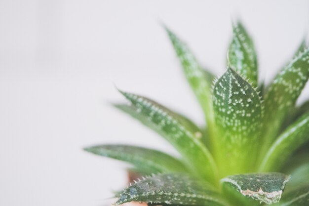 セラミック茶色の鍋に緑のアロエベラの植物のクローズアップショット