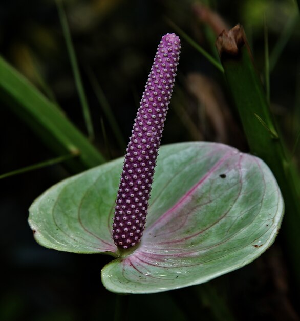 Снимок крупным планом зеленого цветка каллы с длинной фиолетовой тычинкой
