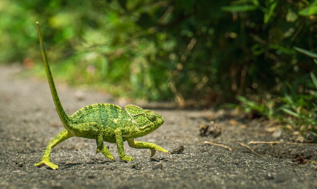 Closeup shot of a green chameleon walking towards  the bushes