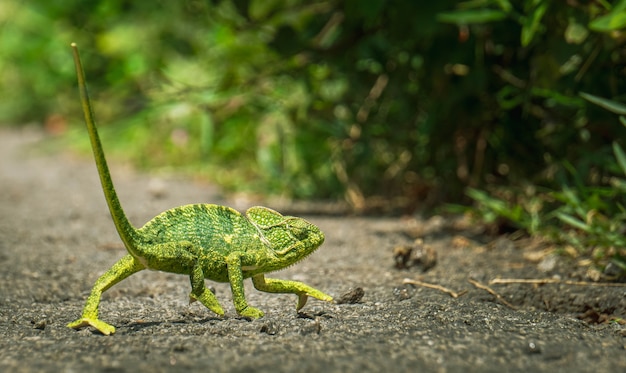 Closeup shot of a green chameleon walking towards  the bushes