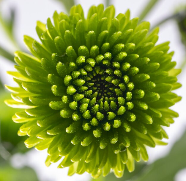 緑の菊の花のクローズアップショット